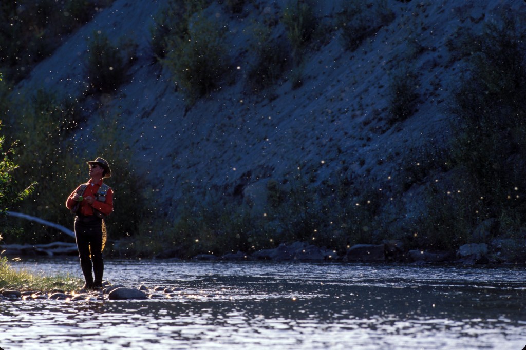 Picture of angler inspecting the fly hatch on the Colorado River