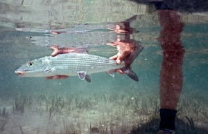 Underwater shot of Bonefish held in hand, about to be released.