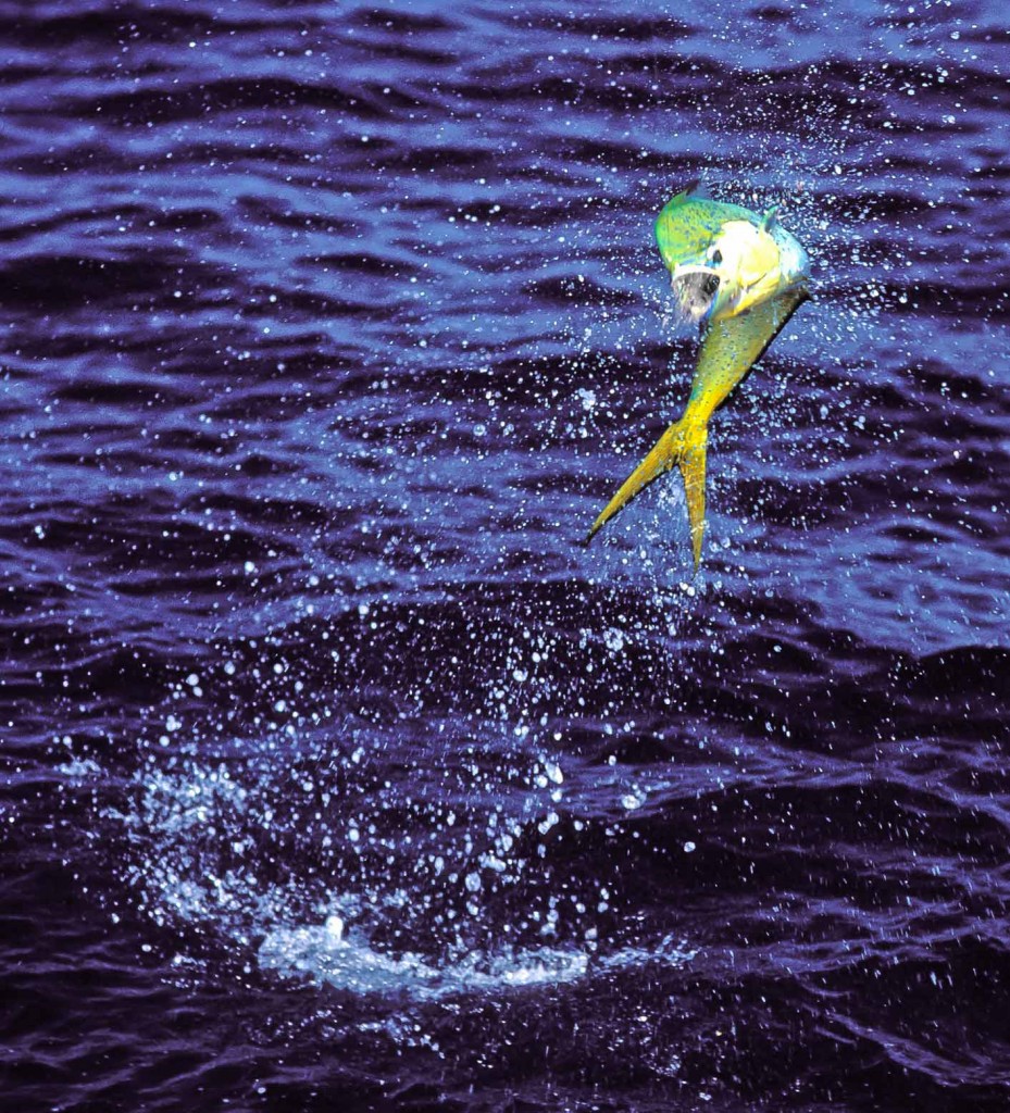 Fly-Hooked Dorado jumping .