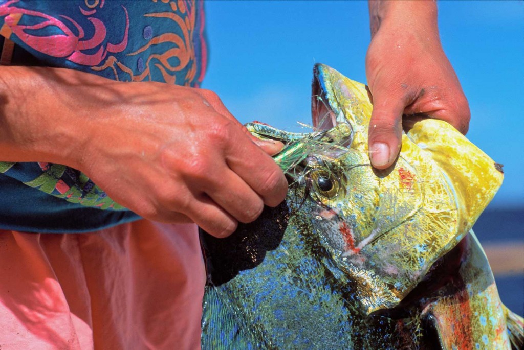 Picture of an angler removing a fly from the jaw of a dorado saltwater fish.