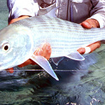 close-up picture of a bonefish caught in Christmas Island waters.